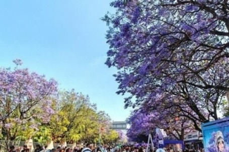 50.000 cây phượng tím nở rộ, du khách ùn ùn đổ về thưởng hoa