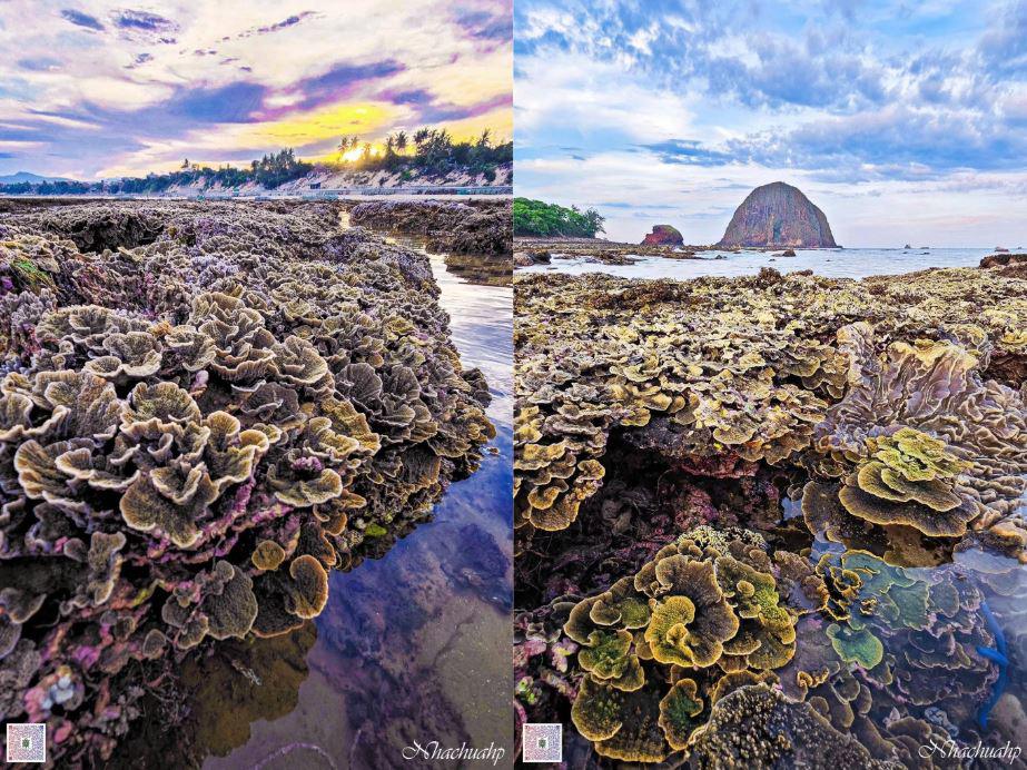 Ông T.Q.T. cho biết đã chụp nhiều ảnh đẹp về san hô nhưng sơ suất chọn một số hình ảnh không phù hợp để đăng lên mạng xã hội.