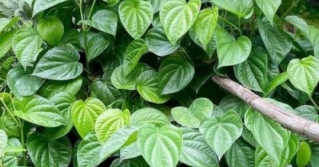 Việt Nam có sẵn “thảo dược quý” dưỡng gan bổ não, nhiều người chưa biết tận dụng