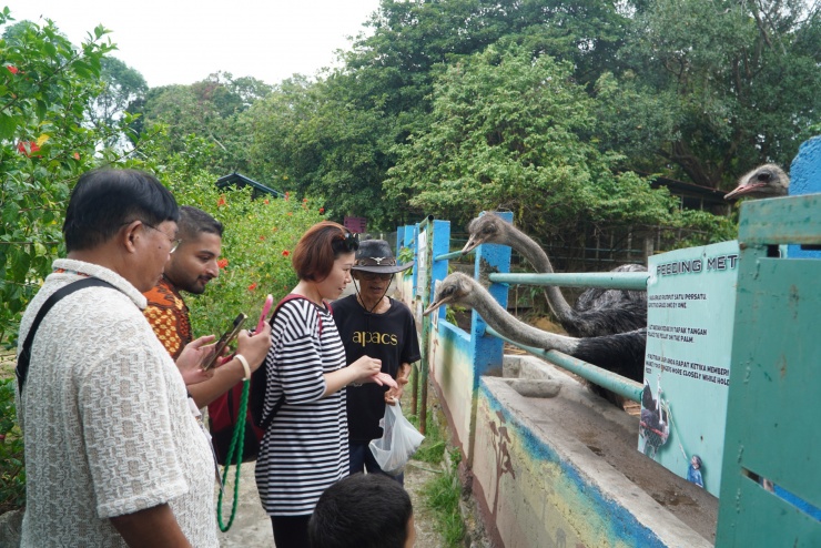 Du khách cho đà điểu ăn