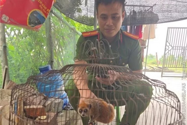 Động vật 'lạ' xuất hiện trong khu dân cư