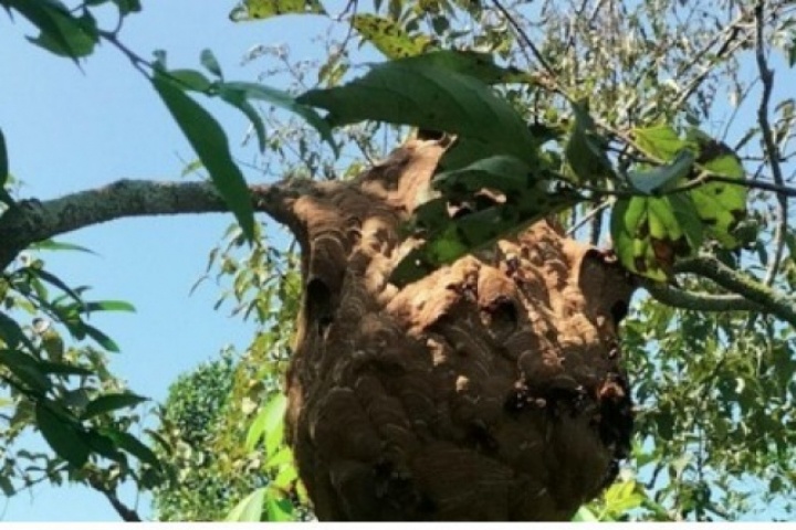 Săn loài côn trùng “sát thủ” kiếm tiền triệu mỗi ngày