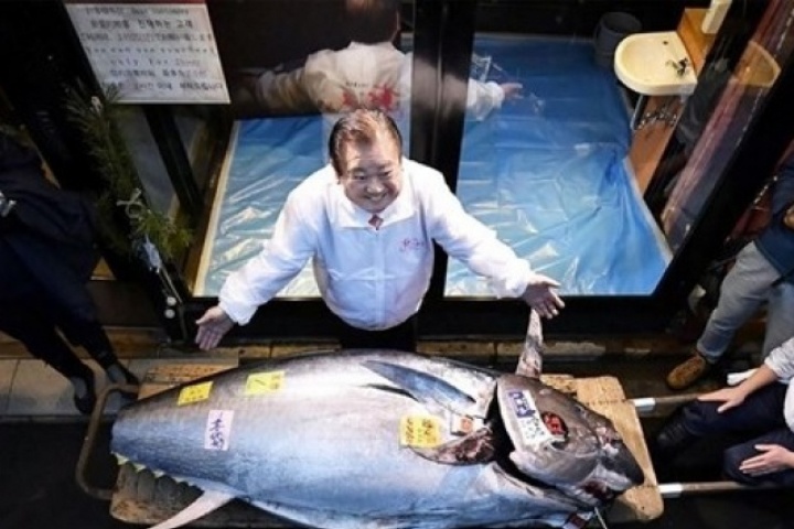 Con cá ngừ vây xanh giá hơn 3 triệu USD