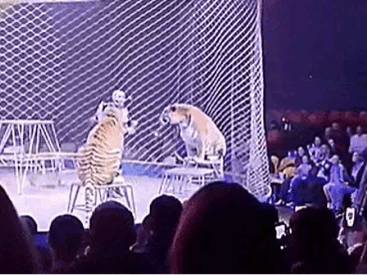 Clip gây sốc: Hổ lao vào đám đông sau sự cố lưới rạp xiếc