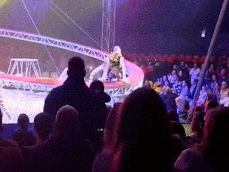 Hổ sổng khỏi lưới bảo vệ, lao về phía khán giả trong rạp xiếc