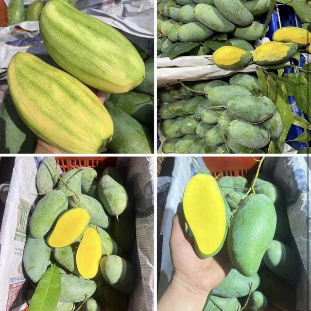 Vào mùa là thời điểm của nhiều loại xoài chín rộ.