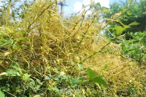 Dây tơ hồng vàng được y học cổ truyền sử dụng với công dụng bổ thận, tráng dương và hỗ trợ sinh lý