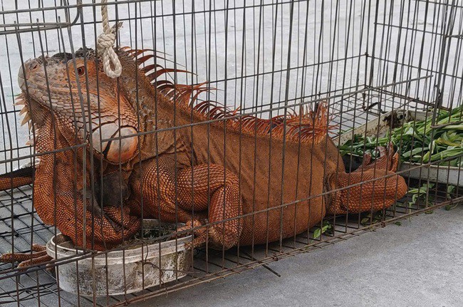 Người dân tự nguyện giao nộp rồng Nam Mỹ cho công an