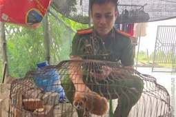 Động vật 'lạ' xuất hiện trong khu dân cư