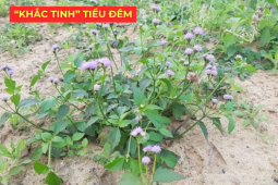 Tin tức sức khỏe - Ít ai biết: Loài hoa quen thuộc này lại là “khắc tinh” của phì đại tiền liệt tuyến, giúp giảm tiểu đêm rõ rệt