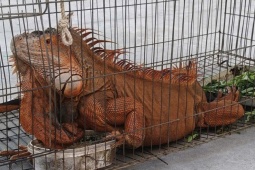 Tiếp nhận rồng Nam Mỹ 'khủng' do người dân giao nộp