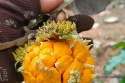 Loại quả rừng vị lạ khiến dân mạng "phát sốt", không cần chăm vẫn “hái ra tiền”