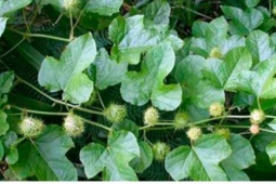 Loại rau đắng ngắt thành đặc sản hái bán quanh năm 70.000 đồng/kg