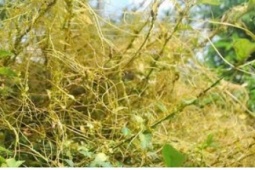 Công dụng bất ngờ của dây tơ hồng vàng đối với sức khỏe nam giới