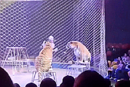 Clip gây sốc: Hổ lao vào đám đông sau sự cố lưới rạp xiếc