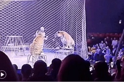 Clip gây sốc: Hổ lao vào đám đông sau sự cố lưới rạp xiếc