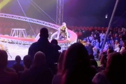 Hổ sổng khỏi lưới bảo vệ, lao về phía khán giả trong rạp xiếc