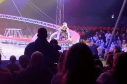 Hổ sổng khỏi lưới bảo vệ, lao về phía khán giả trong rạp xiếc