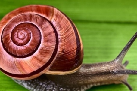 Số ốc sên trị giá 100.000 USD bị đánh cắp