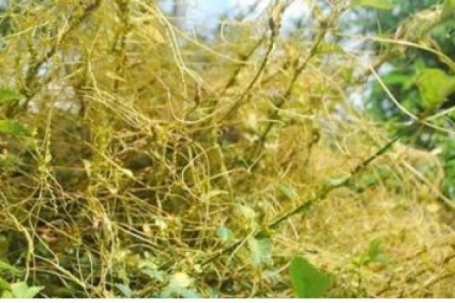 Công dụng bất ngờ của dây tơ hồng vàng đối với sức khỏe nam giới