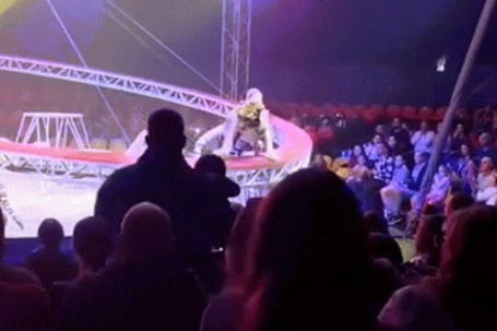 Hổ sổng khỏi lưới bảo vệ, lao về phía khán giả trong rạp xiếc