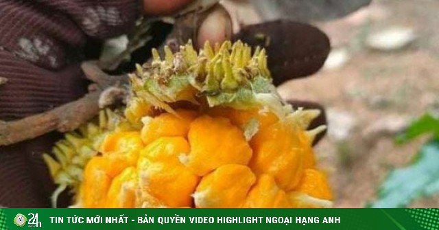 Loại quả rừng vị lạ khiến dân mạng 