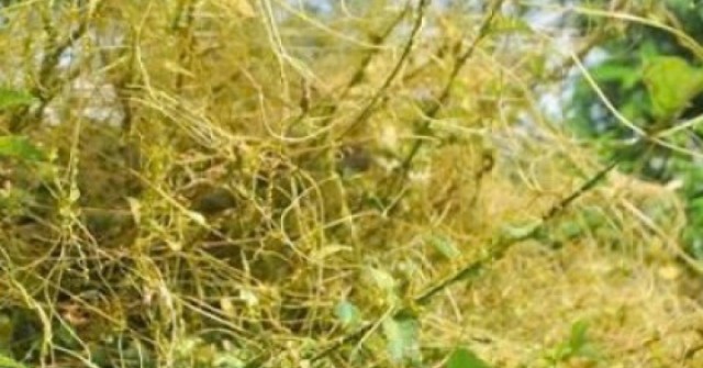 Công dụng bất ngờ của dây tơ hồng vàng đối với sức khỏe nam giới