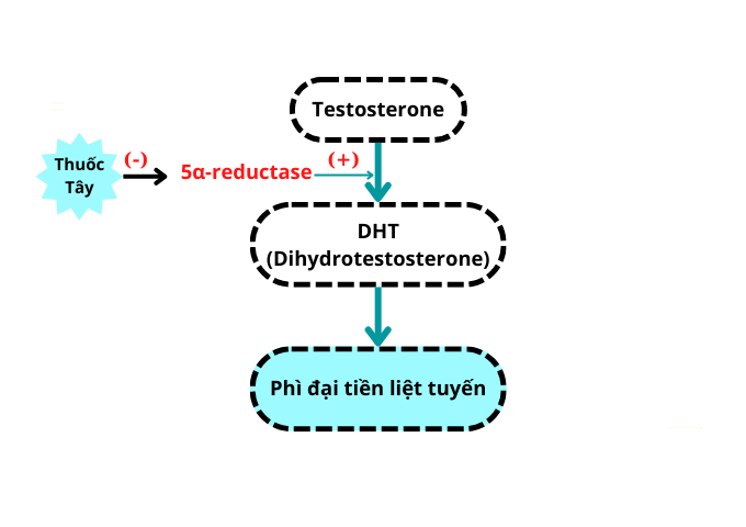 Enzyme 5-alpha-reductase - chất xúc tác gây tăng sinh tuyến tiền liệt