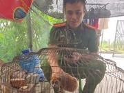 Động vật 'lạ' xuất hiện trong khu dân cư