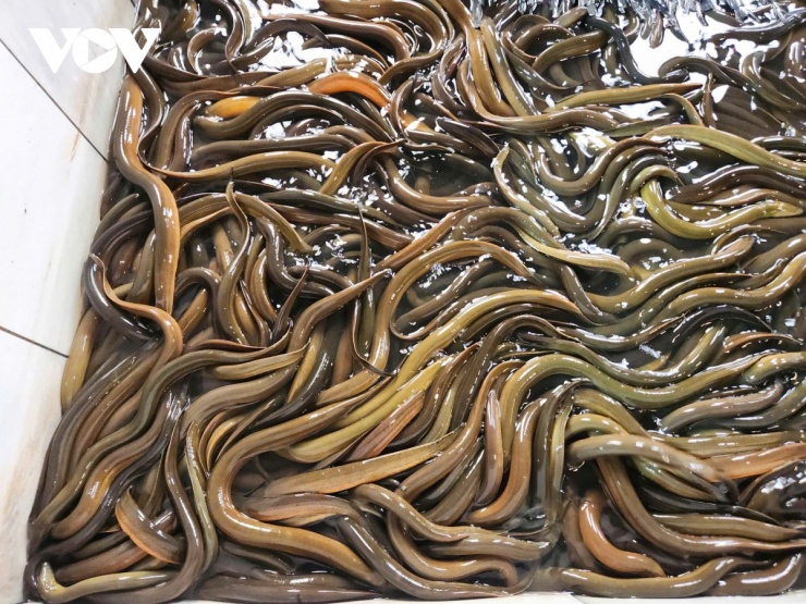 Mô hình nuôi lươn "độc lạ" trên tầng thượng ở Bắc Ninh, hiệu quả bất ngờ - 4