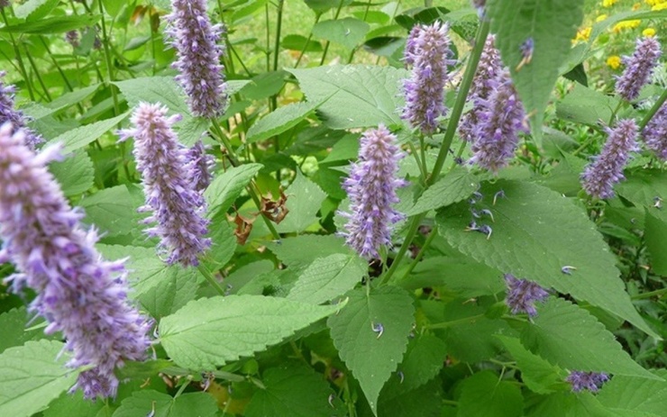 Hoắc hương từ lâu đã nổi tiếng là một vị thuốc quý tốt cho sức khỏe. (Ảnh Internet)