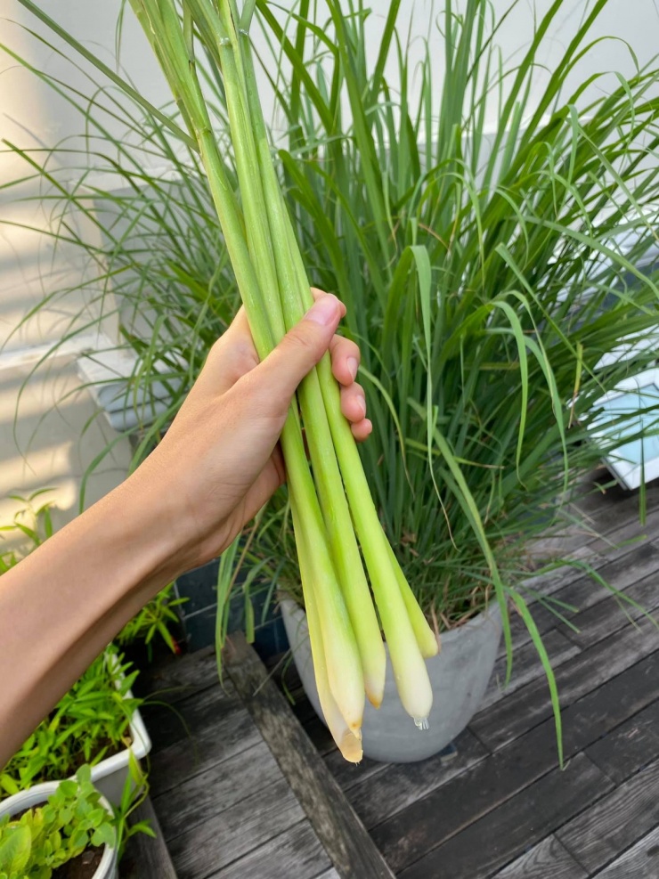 Vườn rau sạch trong biệt thự 500 m2 của Tăng Thanh Hà - 5