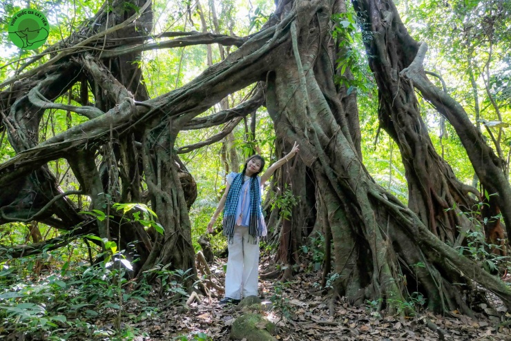 Du khách check-in dưới gốc cây cổ thụ khổng lồ ở VQG Cát Tiên. Ảnh: VQG Cát Tiên