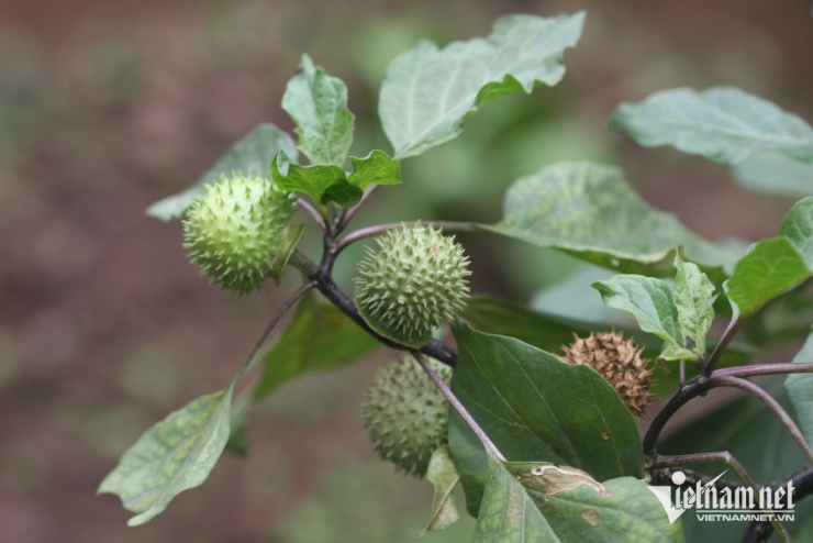 Quả cà độc dược trông như virus Corona. Ảnh: N. Huyền&nbsp;