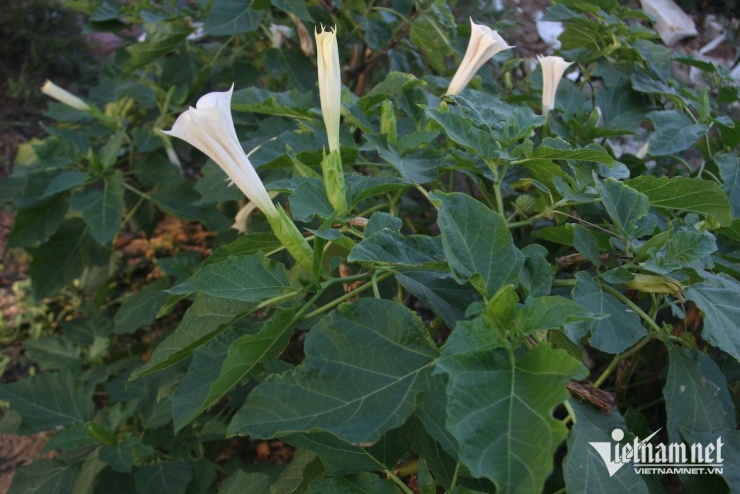 Cây cà độc dược. Ảnh: N. Huyền&nbsp;