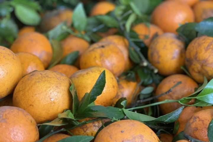 Quýt sim cuối vụ ngọt lịm, vỏ mỏng dính, giá rẻ, tiểu thương nhập hàng liên tục bán không nghỉ tay