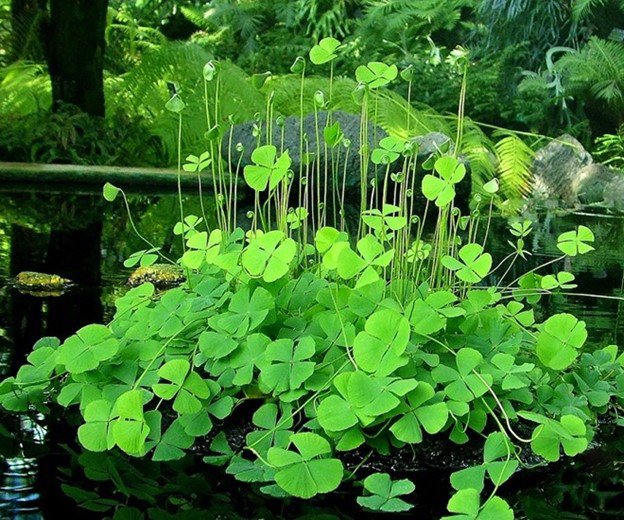 Rau bợ mọc dại ở các miền quê, trông khá đẹp mắt và dễ nhầm lẫn với cây me đất.