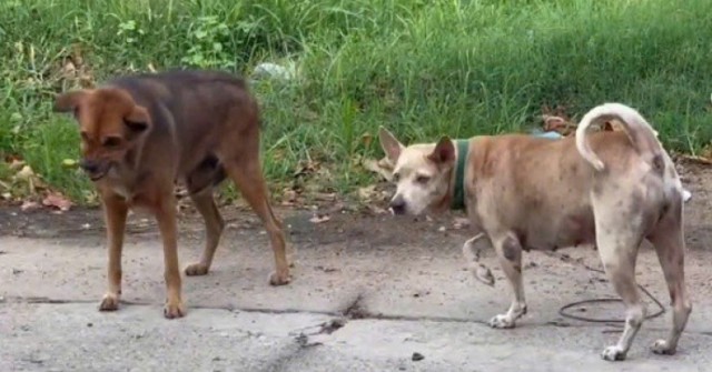 Chủ quán thịt cầy bất ngờ sợ nước, sợ gió rồi tử vong do bệnh dại