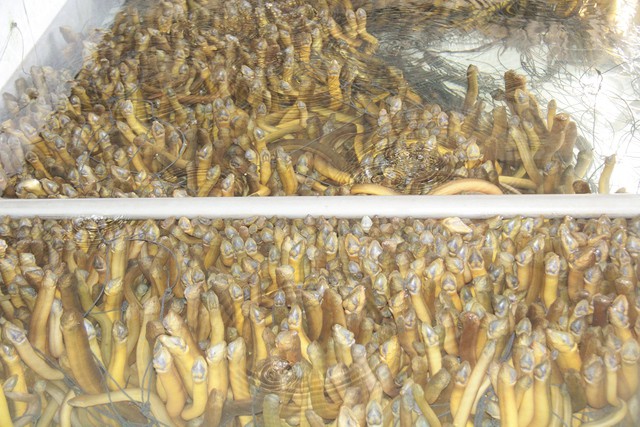 Hình ảnh hàng chục ngàn con lươn quá lứa, chưa được tiêu thụ ở Cần Thơ - 2