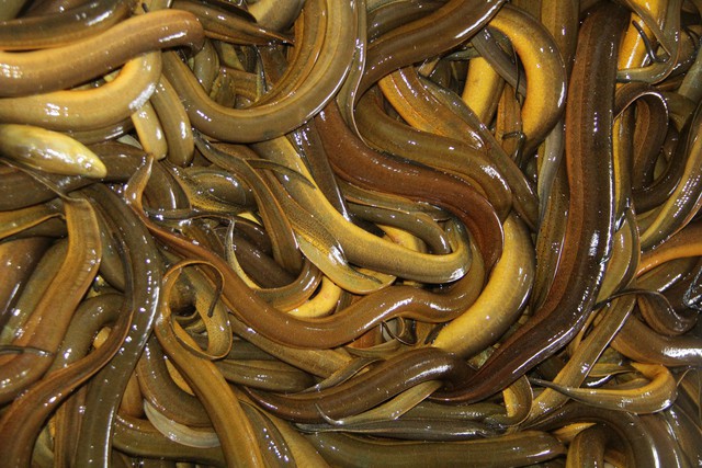 Xã Vị Thuỷ có khoảng 900 tấn lươn quá lứa chưa được tiêu thụ