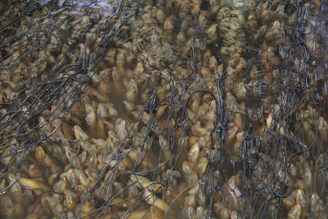 Hình ảnh hàng chục ngàn con lươn quá lứa, chưa được tiêu thụ ở Cần Thơ - 5