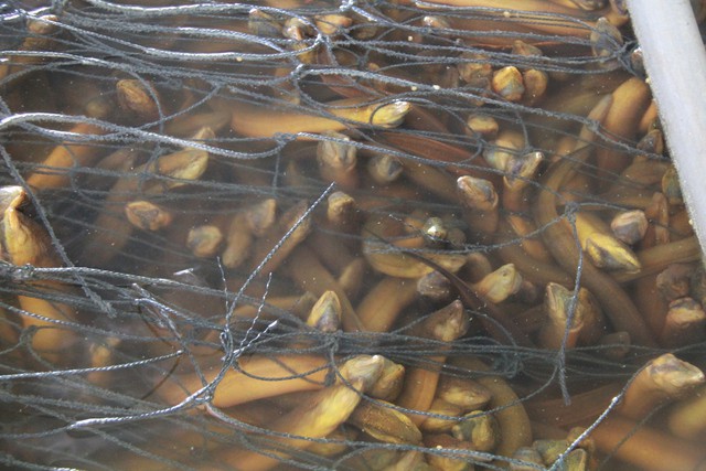 So với cùng kỳ năm trước, giá lươn hiện chỉ bằng một nửa, trong khi giá thức ăn tăng, khiến áp lực chi phí càng lớn