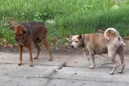 Chủ quán thịt cầy bất ngờ sợ nước, sợ gió rồi tử vong do bệnh dại