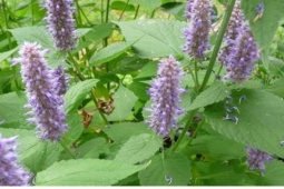 Cây thuốc Việt thơm nức mũi, biết sử dụng da đẹp, dáng xinh, cơ thể khỏe mạnh