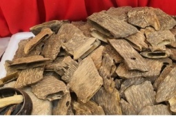 Loại gỗ vụn giá hàng chục triệu đồng/kg, khách vẫn tới tấp mua