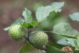 Loại cây mọc hoang dã chữa đau dạ dày cực hiệu quả