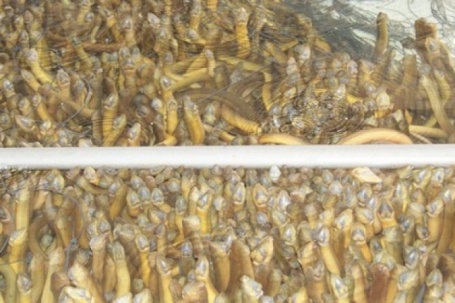 Hình ảnh hàng chục ngàn con lươn quá lứa, chưa được tiêu thụ ở Cần Thơ