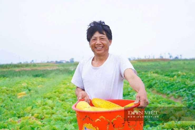 Ông Hoàng Văn Đường (thôn Vân Thanh Bắc, xã Cổ Đạm) phấn khởi thu hoạch dưa bở.