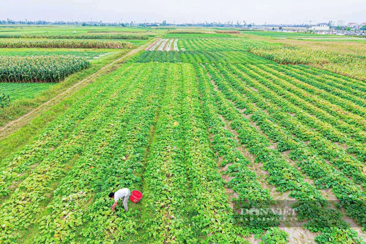 Xã Cổ Đạm có hơn 20ha trồng dưa bở, dưa lê, hiện đang vào vụ thu hoạch rộ.