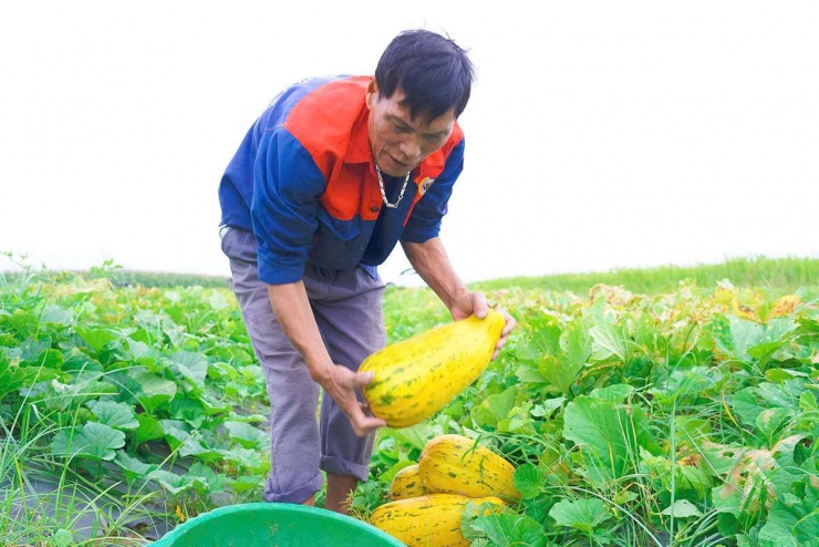 Dưa bở (hay còn gọi là dưa nứt) được người dân xã Cổ Đạm trồng khoảng 90 ngày thì tiến hành thu hoạch. Chi phí trồng dưa cũng không nhiều.